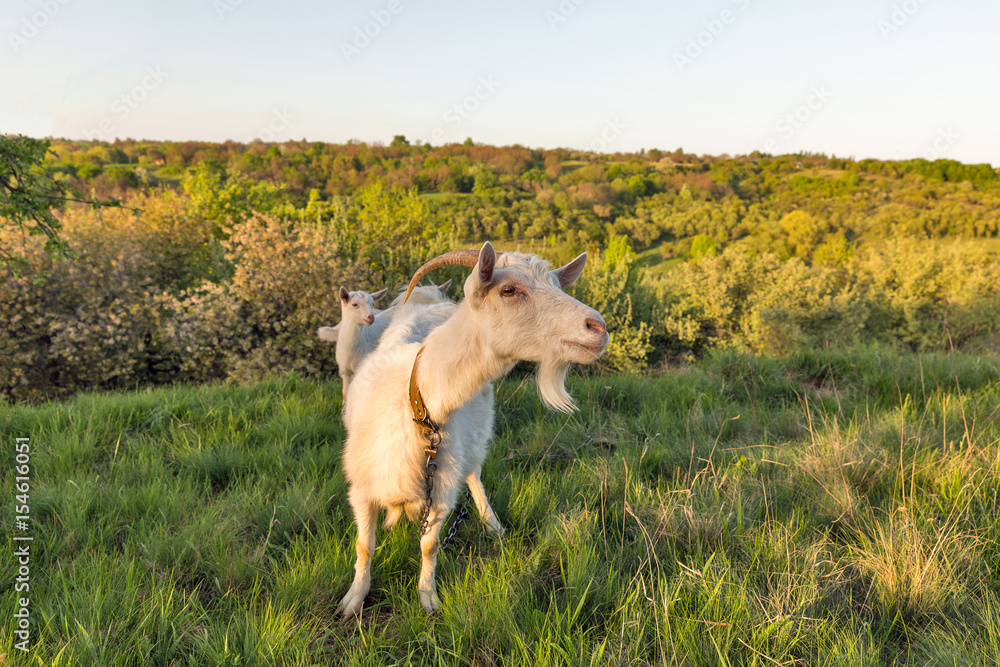 Family of domestic goats in a pasture spring orchard Family of domestic goats in a pasture spring orchard