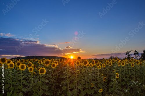 Sunsets sunflowers
