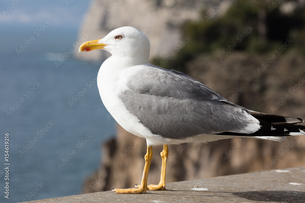 Seagull on a marine backround Seagull on a marine backround