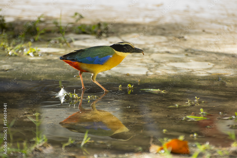 Common Pitta Bird. Common Pitta Bird.