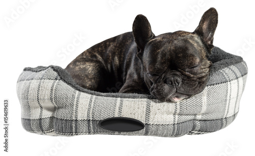 Fototapeta Naklejka Na Ścianę i Meble -  French bulldog sleep in bed