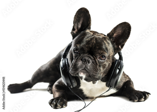 French bulldog in headphones © Olexandr