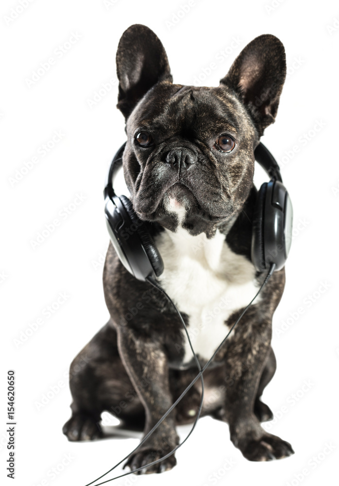 French bulldog in headphones