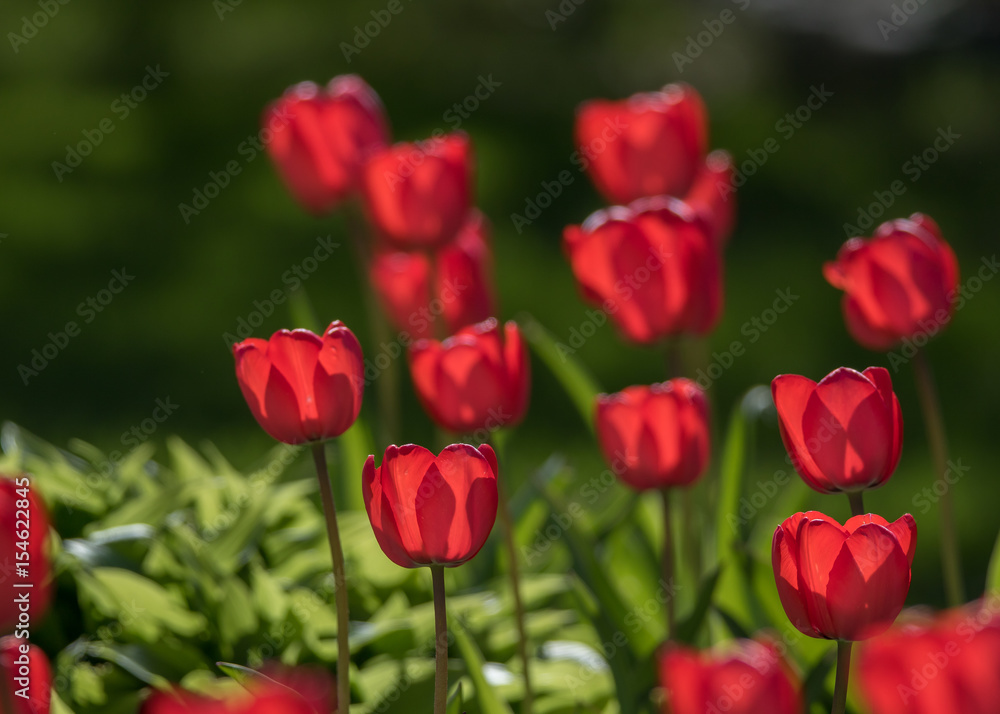 Red Tulips 2