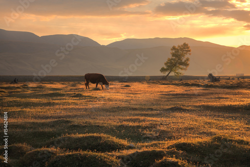 A cow grazing on an autumn field on the background of a mountain landscape and a setting sun © photoprime