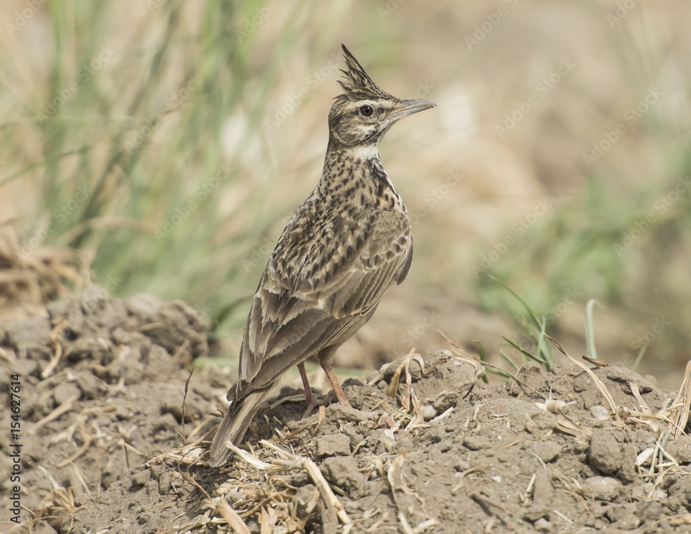 Obraz premium Crested lark stood in rural field meadow