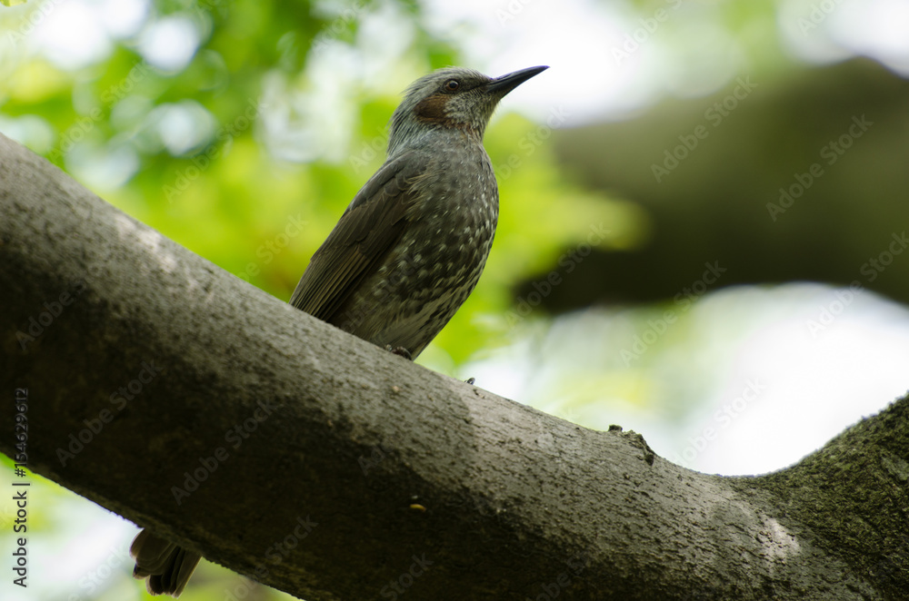 bird on a tree