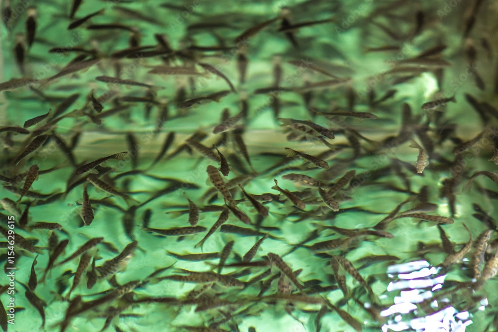 Obraz premium Wellness fish