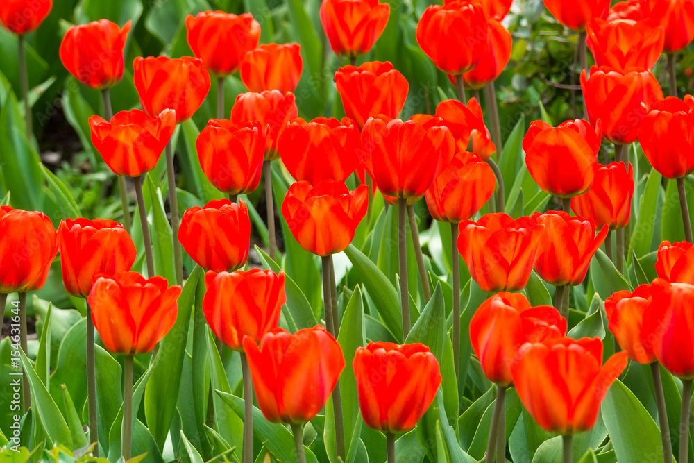 flowers of red tulips