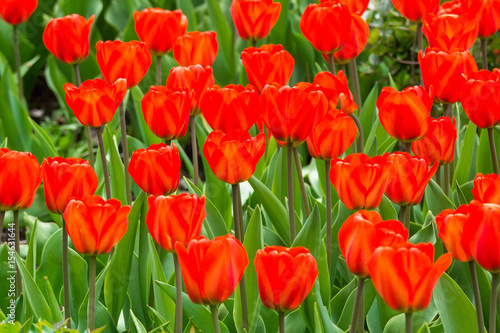 flowers of red tulips