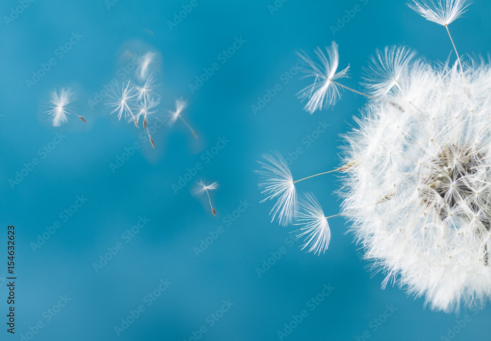 Fototapeta premium Biała dandelion głowa z latającymi ziarnami na błękitnym tle