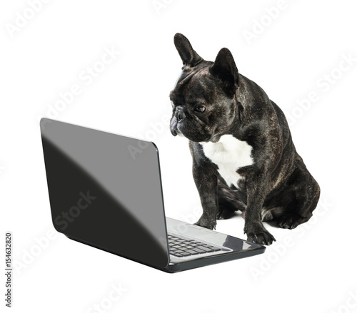 Fototapeta Naklejka Na Ścianę i Meble -  French bulldog looking into laptop