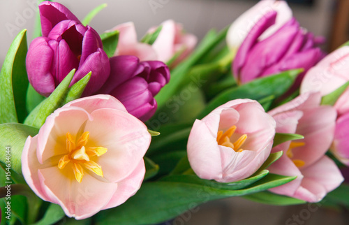 Pink tulips macro closeup background, copy space