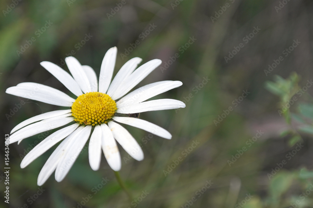 Obraz premium Daisy flower macro view
