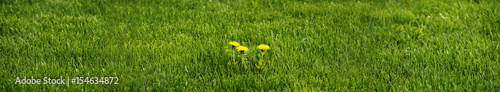 Panorama - Three yellow blooming dandelions in a green lawn