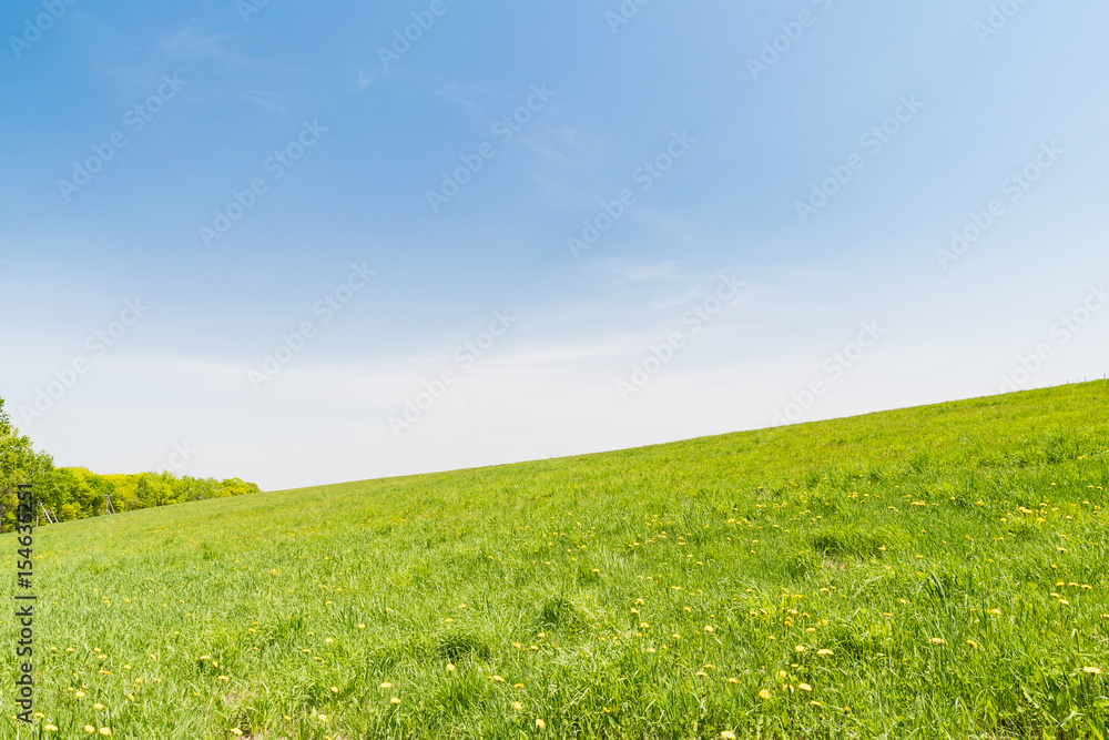 Fototapeta premium 夏の丘の風景 / 札幌市 羊ヶ丘展望台