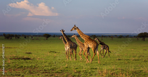 Canvas Print Group of giraffes walking in savannah.