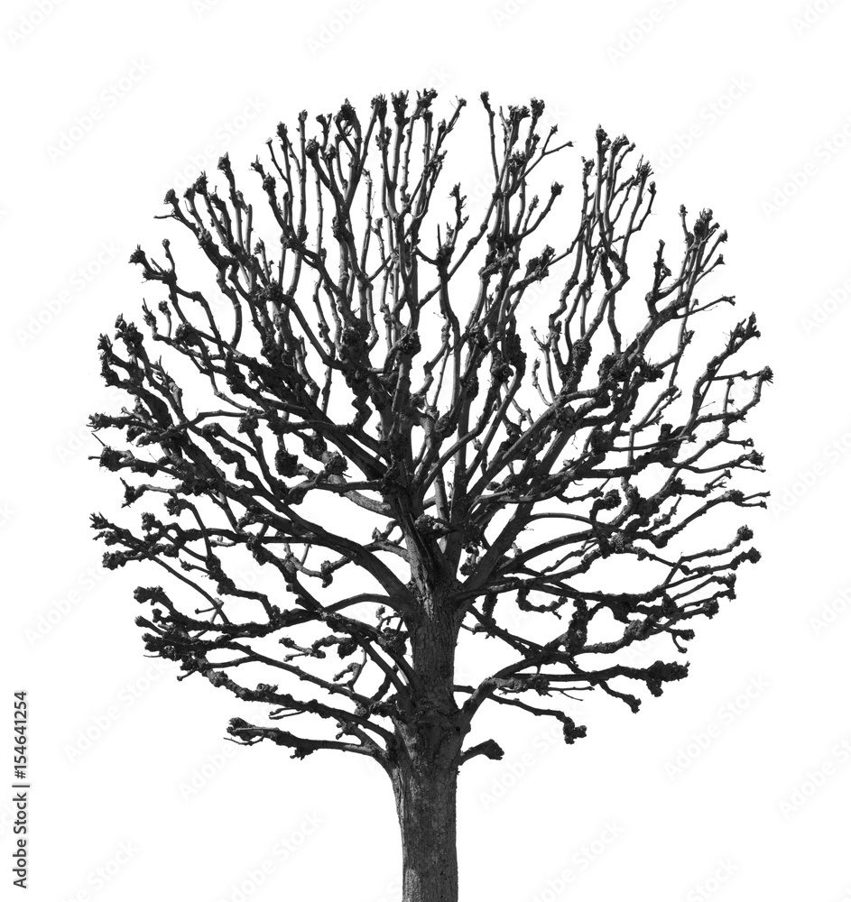 Obraz premium round tree on a white background