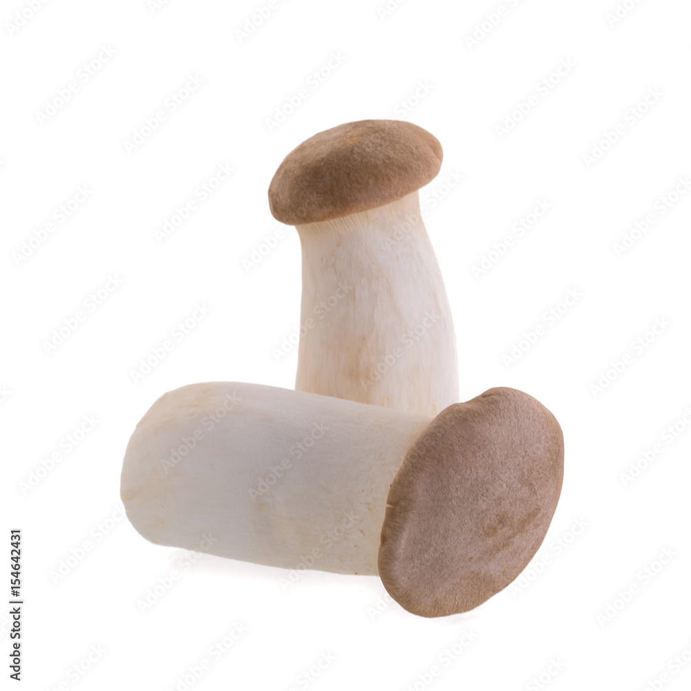 fresh origin mushroom on a white background fresh origin mushroom on a white background