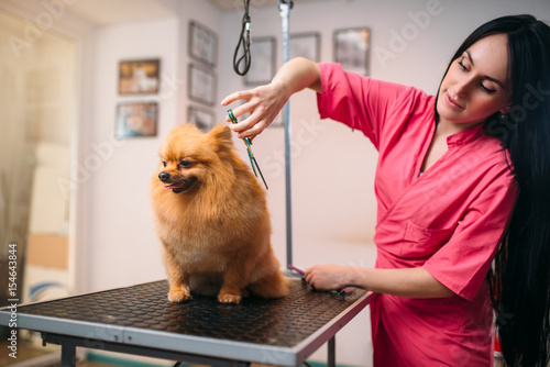Pet groomer with scissors makes grooming dog photo