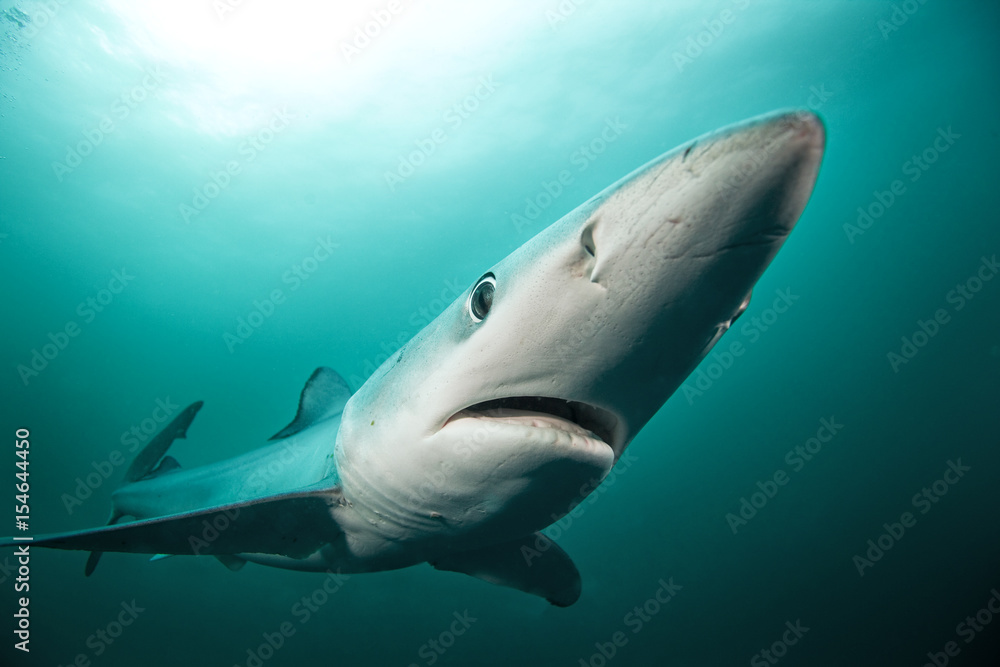 Fototapeta premium Blue shark, prionace glauca, Atlantic ocean, South Africa