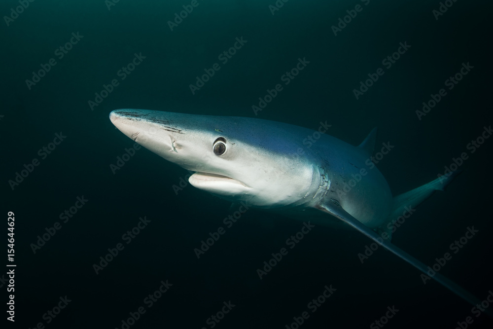 Obraz premium Blue shark, prionace glauca, Atlantic ocean, South Africa