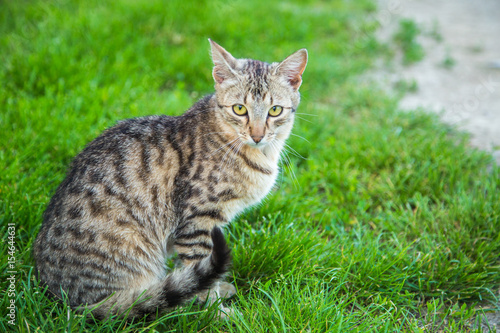 Wallpaper Mural Cat in the grass summer favorite animal Torontodigital.ca