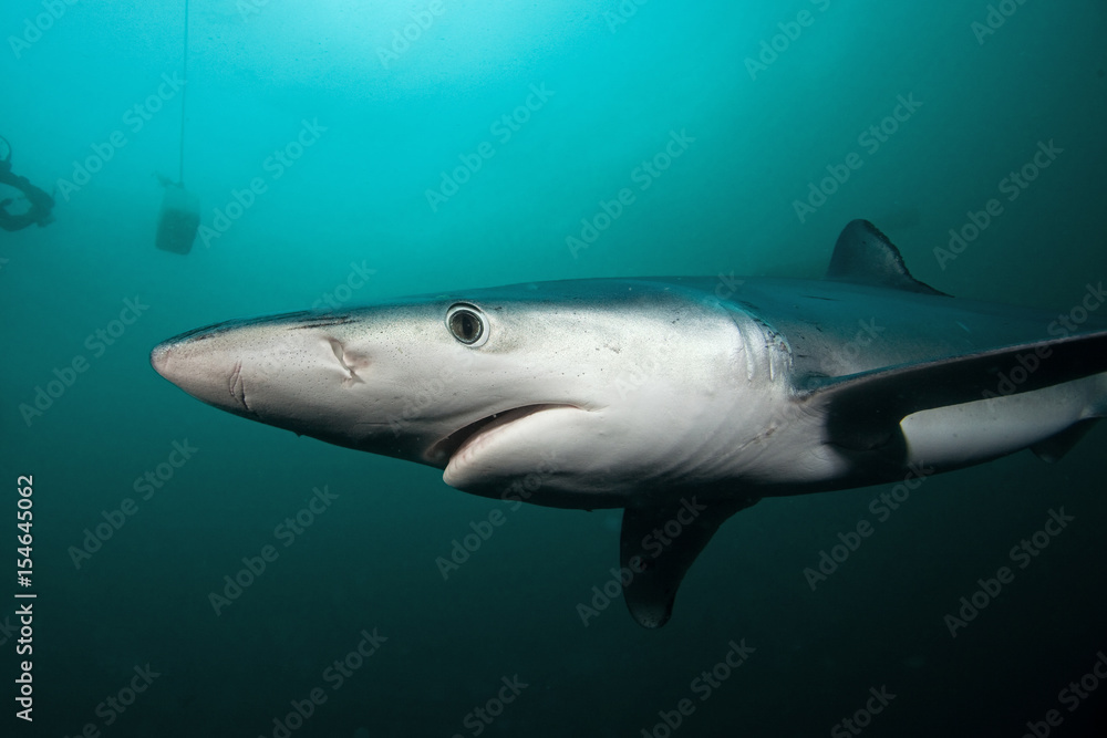 Obraz premium Blue shark, prionace glauca, Atlantic ocean, South Africa