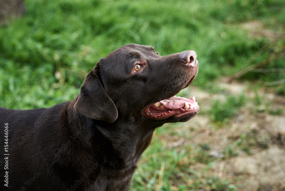 purebred dog walks in the park