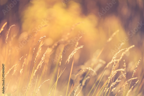 Grass flowers on winter with filter color and blurred background