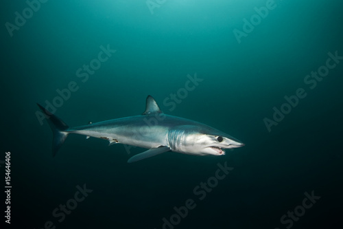 Mako shark, Isurus oxyrinchus, Atlantic ocean, Simon's Town, South Africa