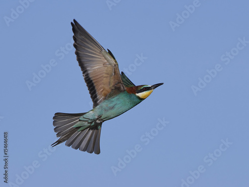 European bee-eater (Merops apiaster)