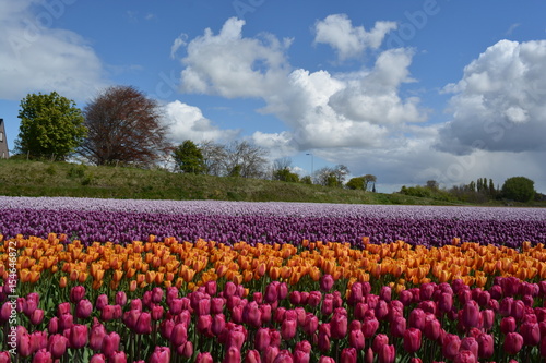 Wallpaper Mural Field of different coloured tulips Torontodigital.ca