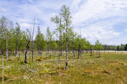 Fototapeta Naklejka Na Ścianę i Meble -  Torfowisko zakwitło na wiosnę