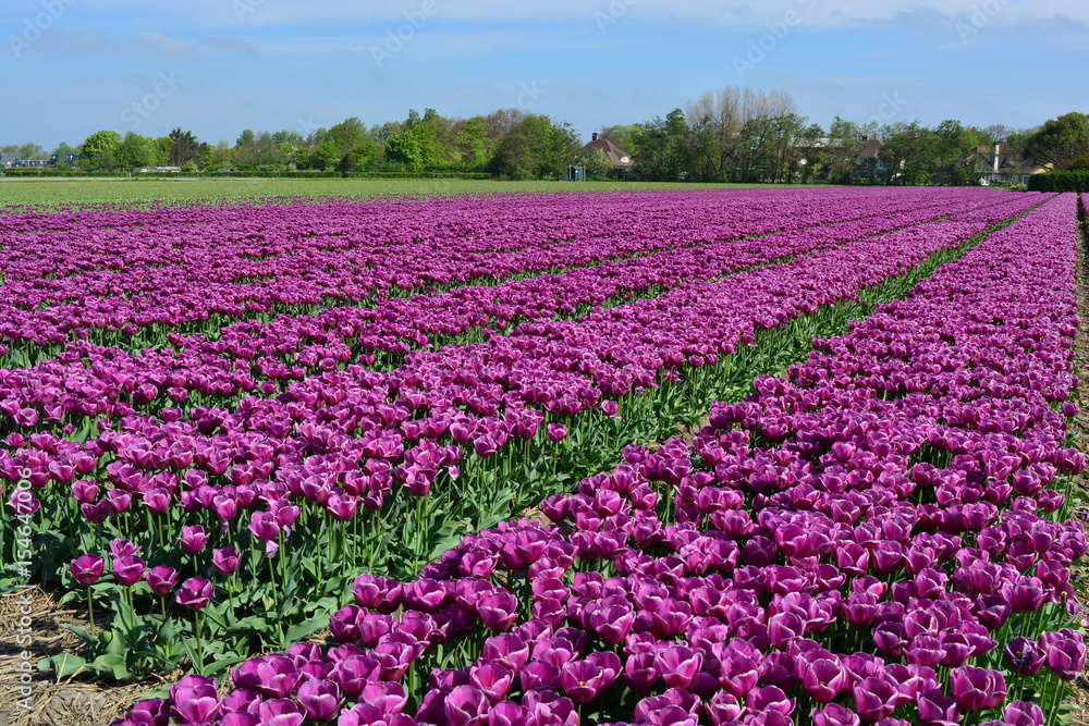 Purple tulips in a tulip field