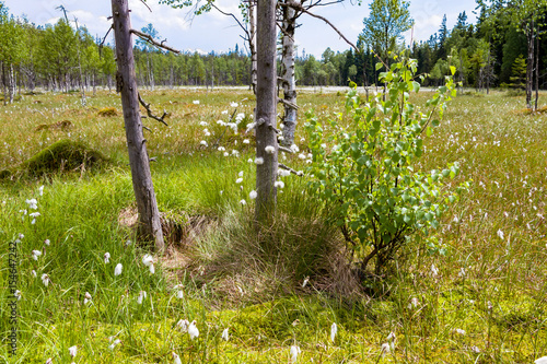 Fototapeta Naklejka Na Ścianę i Meble -  Torfowisko zakwitło na wiosnę