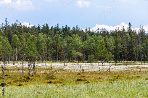 Fototapeta Naklejka Na Ścianę i Meble -  Torfowiska na wiosnę