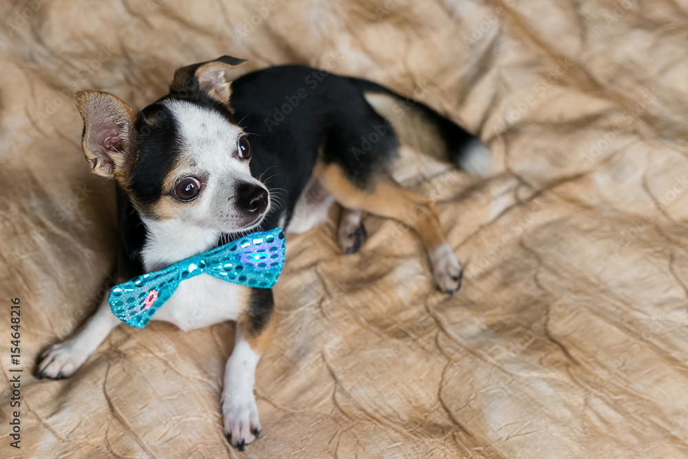 cute little dog portrait with blue butterfly