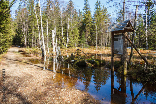 Fototapeta Naklejka Na Ścianę i Meble -  Torfowisko szlak turystyczny