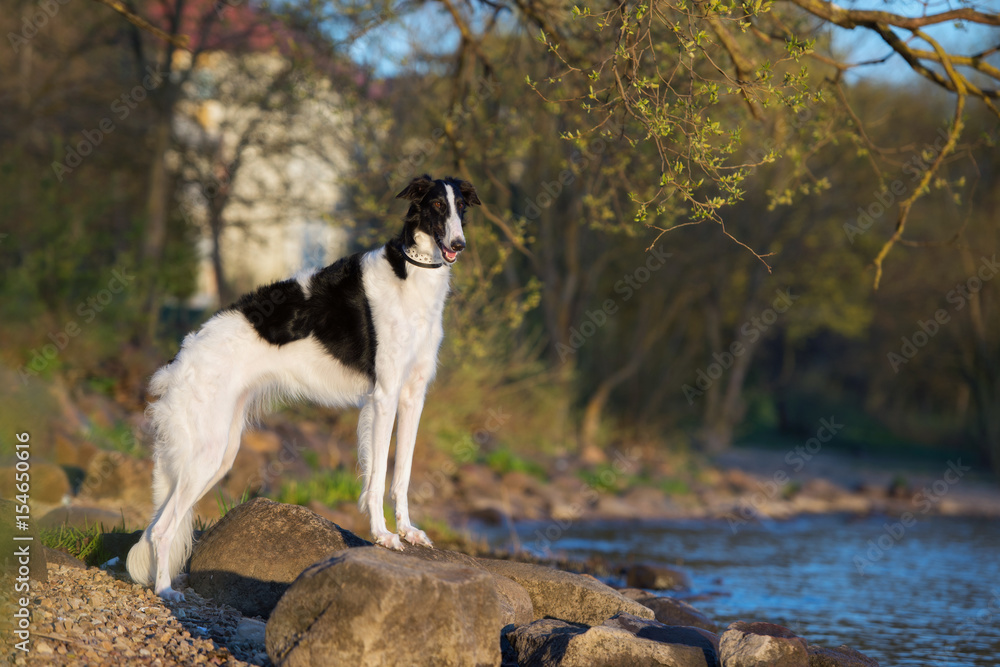 russian borzoi dog posing outdoors in summer russian borzoi dog posing outdoors in summer