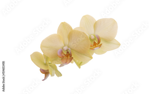 Orchid on a white background.