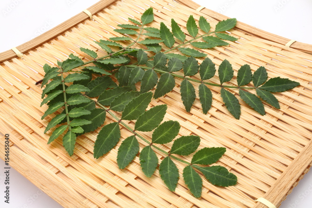 木の芽山椒の芽stock Photo Adobe Stock