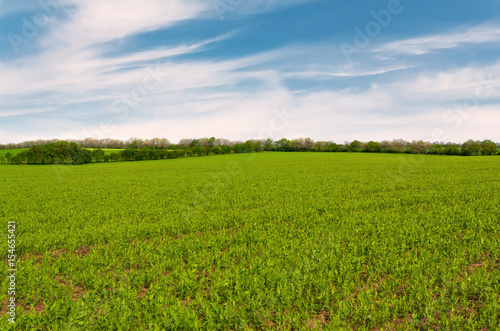 The field of green peas.