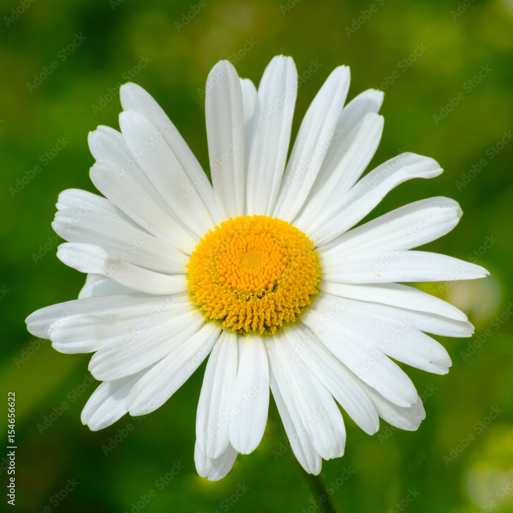 Fototapeta premium Ox-eye daisy detail
