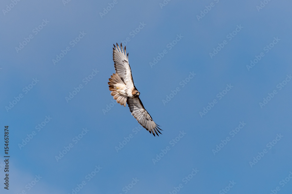 Obraz premium Red-tailed Hawk