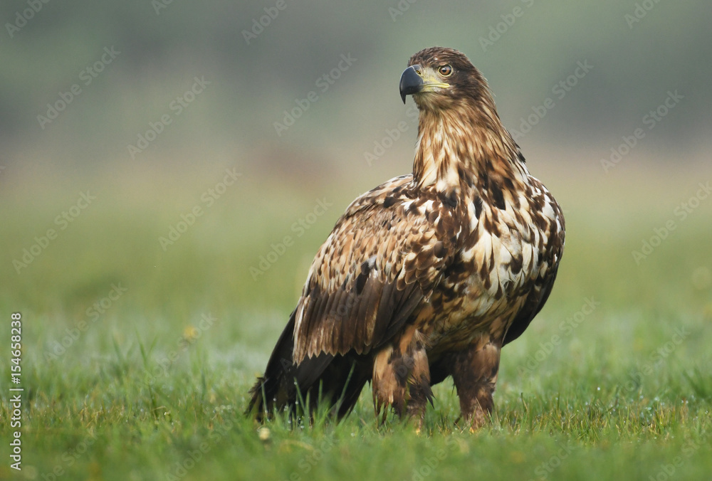 White tailed eagle (Halieetus albicilla) White tailed eagle (Halieetus albicilla)