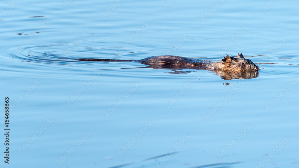 Fototapeta premium Swimming Muskrat