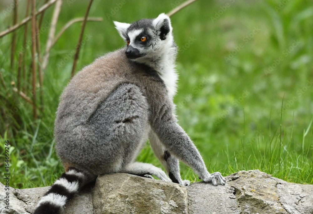 Obraz premium Ring-tailed lemur (Lemur catta)