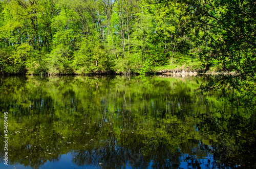 Lake in the forest