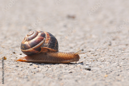 Snail crawling on the asphalt road. Burgundy snail, Helix, Roman snail, edible snail or escargot crawling